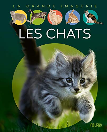 Meilleur chat en 2024 [Basé sur 50 avis d’experts]